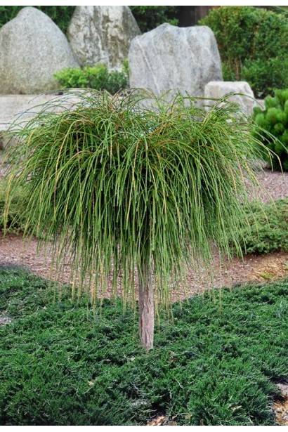 Туя складчаста Віпкорд